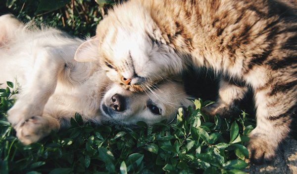 What Are the Signs of Proper Socialization in Puppies and Kittens?